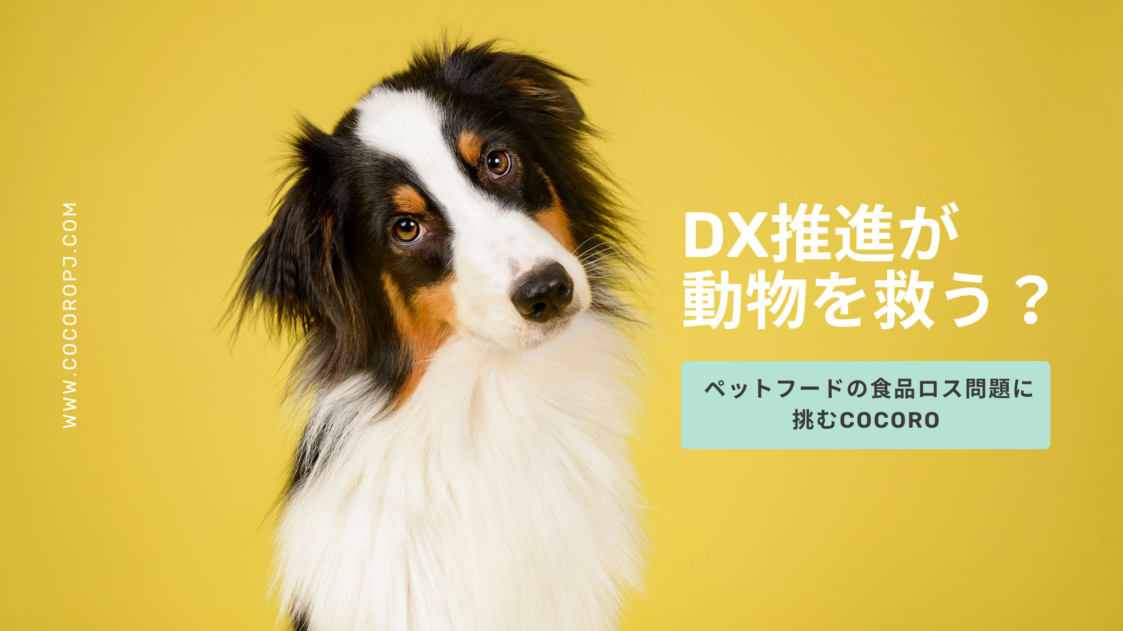Dx推進が動物を救う ペットフードの食品ロス問題に挑むcocoro In Live インライブ 技術と人をつなぐテックメディア
