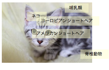 哺乳類、ネコ、ヨーロピアンショートヘア、アメリカンショートヘア、脊椎動物