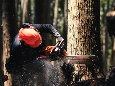 小国杉の伐採イメージ